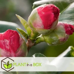 Plant in a Box Japanse Roos - Camellia japonica 'Lady Campbell' - Hoogte 60-70cm - ⌀19cm New