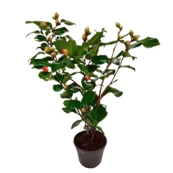 Plant in a Box Japanse Roos - Camellia japonica 'Dr. King' - Hoogte 50-60cm - ⌀15cm Sale