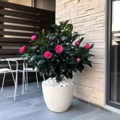 Plant in a Box Japanse Roos - Camellia japonica 'Dr. King' - Hoogte 50-60cm - ⌀15cm Sale