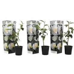 Plant in a Box Japanse Roos - Set van 3 - Camellia 'Brush Field' - Hoogte 25-40cm - ⌀9cm Best