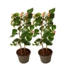 Plant in a Box Japanse Roos - Set van 2 - Camellia japonica 'Dr. King' - Hoogte 50-60cm - ⌀15cm Outlet