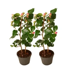 Plant in a Box Japanse Roos - Set van 2 - Camellia japonica 'Dr. King' - Hoogte 50-60cm - ⌀15cm Outlet