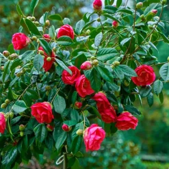 Plant in a Box Japanse Roos - Set van 2 - Camellia japonica 'Dr. King' - Hoogte 50-60cm - ⌀15cm Outlet