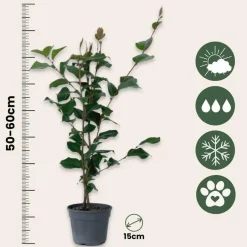 Plant in a Box Japanse Roos - Set van 2 - Camellia japonica 'Dr. King' - Hoogte 50-60cm - ⌀15cm Outlet
