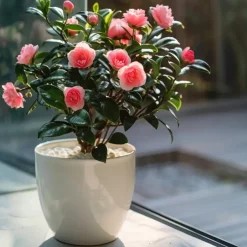 Plant in a Box Japanse Roos - Set van 2 - Camellia japonica 'Dr. King' - Hoogte 50-60cm - ⌀15cm Outlet
