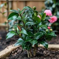 Plant in a Box Japanse Roos - Set van 2 - Camellia japonica 'Dr. King' - Hoogte 50-60cm - ⌀15cm Outlet
