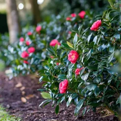 Plant in a Box Japanse Roos - Set van 2 - Camellia japonica 'Dr. King' - Hoogte 50-60cm - ⌀15cm Outlet