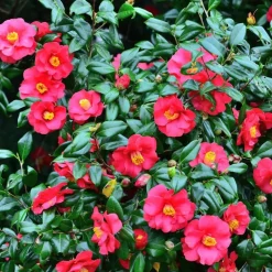 Plant in a Box Japanse Roos - Set van 2 - Camellia japonica 'Dr. King' - Hoogte 50-60cm - ⌀15cm Outlet