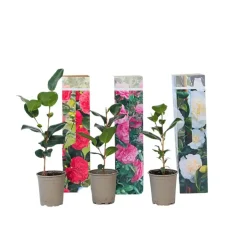 Plant in a Box Japanse Roos - Set van 3 - Camellia japonica - Hoogte 25-40cm - ⌀9cm Online