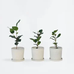 Plant in a Box Japanse Roos - Set van 3 - Camellia japonica - Hoogte 25-40cm - ⌀9cm Online