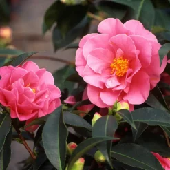 Plant in a Box Japanse Roos - Set van 3 - Camellia japonica - Hoogte 25-40cm - ⌀9cm Online