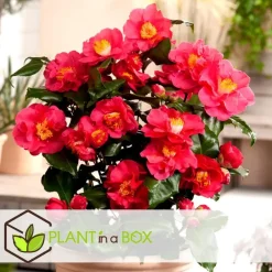 Plant in a Box Japanse Roos - Set van 3 - Camellia japonica - Hoogte 25-40cm - ⌀9cm Online