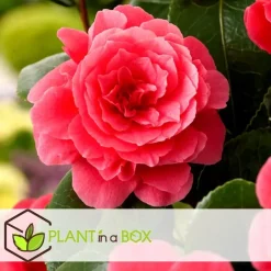 Plant in a Box Japanse Roos - Set van 3 - Camellia japonica - Hoogte 25-40cm - ⌀9cm Online
