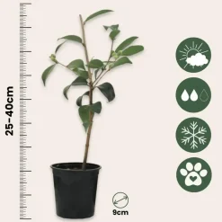 Plant in a Box Japanse Roos - Set van 3 - Camellia japonica - Hoogte 25-40cm - ⌀9cm Online