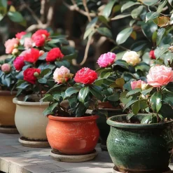 Plant in a Box Japanse Roos - Set van 3 - Camellia japonica - Hoogte 25-40cm - ⌀9cm Online
