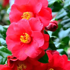 Plant in a Box Japanse Roos - Set van 3 - Camellia japonica - Hoogte 25-40cm - ⌀9cm Online
