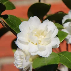 Plant in a Box Japanse Roos - Set van 3 - Camellia japonica - Hoogte 25-40cm - ⌀9cm Online