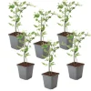 Plant in a Box Jasmijn - Set van 6 - Jasminum 'Summer Scent' - Hoogte 25-40cm - ⌀9cm Hot