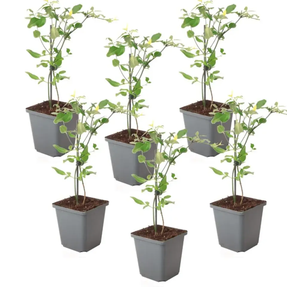 Plant in a Box Jasmijn - Set van 6 - Jasminum 'Summer Scent' - Hoogte 25-40cm - ⌀9cm Hot