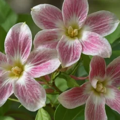 Plant in a Box Jasmijn - Set van 6 - Jasminum 'Summer Scent' - Hoogte 25-40cm - ⌀9cm Hot