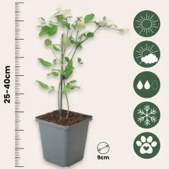 Plant in a Box Jasmijn - Set van 6 - Jasminum 'Summer Scent' - Hoogte 25-40cm - ⌀9cm Hot