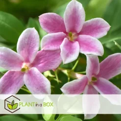Plant in a Box Jasmijn - Set van 6 - Jasminum 'Summer Scent' - Hoogte 25-40cm - ⌀9cm Hot