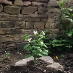 Plant in a Box Jasmijn - Set van 6 - Jasminum 'Officinale' - Hoogte 25-40cm - ⌀9cm Discount