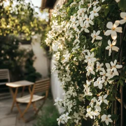 Plant in a Box Jasmijn - Set van 6 - Jasminum 'Officinale' - Hoogte 25-40cm - ⌀9cm Discount