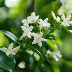 Plant in a Box Jasmijn - Set van 6 - Jasminum 'Officinale' - Hoogte 25-40cm - ⌀9cm Discount