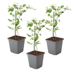 Plant in a Box Jasmijn - Set van 3 - Jasminum 'Summer Scent' - Hoogte 25-40cm - ⌀9cm Outlet