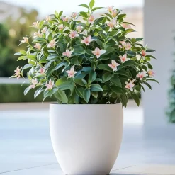 Plant in a Box Jasmijn - Set van 3 - Jasminum 'Summer Scent' - Hoogte 25-40cm - ⌀9cm Outlet