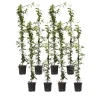 Plant in a Box Jasmijn - Set van 8 - Trachelospermum jasminoides - Hoogte 110-120cm - ⌀17cm Hot