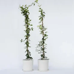Plant in a Box Jasmijn - Set van 8 - Trachelospermum jasminoides - Hoogte 110-120cm - ⌀17cm Hot