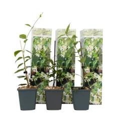 Plant in a Box Jasmijn - Set van 3 - Trachelospermum jasminoides - Hoogte 25-40cm - ⌀9cm Online
