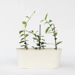 Plant in a Box Jasmijn - Set van 3 - Trachelospermum jasminoides - Hoogte 25-40cm - ⌀9cm Online