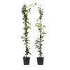 Plant in a Box Jasmijn - Set van 2 - Trachelospermum jasminoides - Hoogte 110-120cm - ⌀17cm Online