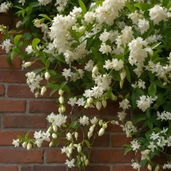 Plant in a Box Jasmijn - Set van 2 - Trachelospermum jasminoides - Hoogte 110-120cm - ⌀17cm Online
