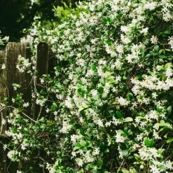 Plant in a Box Jasmijn - Set van 2 - Trachelospermum jasminoides - Hoogte 110-120cm - ⌀17cm Online