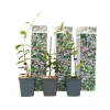 Plant in a Box Jasmijn - Set van 3 - Trachelospermum jasminoides - Hoogte 25-40cm - ⌀9cm