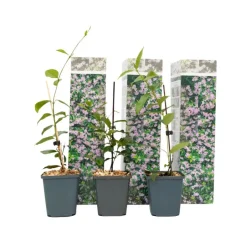 Plant in a Box Jasmijn - Set van 3 - Trachelospermum jasminoides - Hoogte 25-40cm - ⌀9cm