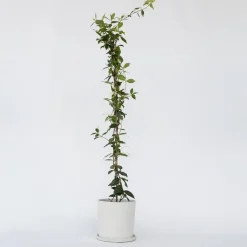 Plant in a Box Jasmijn - Trachelospermum jasminoides - Hoogte 110-120cm - ⌀17cm New