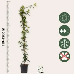 Plant in a Box Jasmijn - Trachelospermum jasminoides - Hoogte 110-120cm - ⌀17cm New