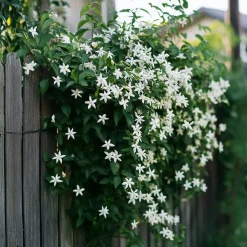 Plant in a Box Jasmijn - Trachelospermum jasminoides - Hoogte 110-120cm - ⌀17cm New