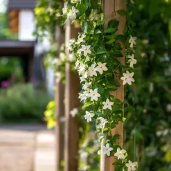 Plant in a Box Jasmijn - Trachelospermum jasminoides - Hoogte 110-120cm - ⌀17cm New