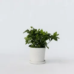 Plant in a Box Kaapse jasmijn - Gardenia jasminoides - Hoogte 20-30cm - ⌀13cm Sale