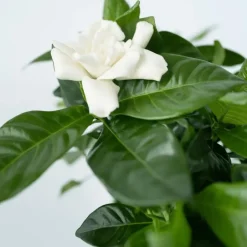Plant in a Box Kaapse jasmijn - Gardenia jasminoides - Hoogte 20-30cm - ⌀13cm Sale
