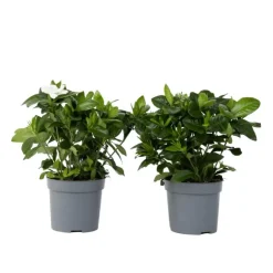 Plant in a Box Kaapse jasmijn - Set van 2 - Gardenia jasminoides - Hoogte 20-30cm - ⌀13cm Discount