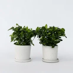 Plant in a Box Kaapse jasmijn - Set van 2 - Gardenia jasminoides - Hoogte 20-30cm - ⌀13cm Discount