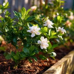 Plant in a Box Kaapse jasmijn - Set van 2 - Gardenia jasminoides - Hoogte 20-30cm - ⌀13cm Discount