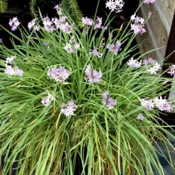 Plant in a Box Kaapse knoflook - Set van 3 - Tulbaghia violacea - Hoogte 15-25cm - ⌀9cm